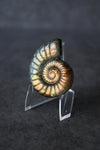 Labradorite Ammonite