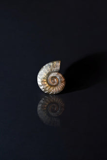  Labradorite Ammonite